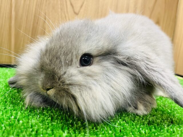 ライオンロップイヤー