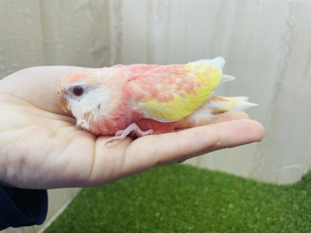 アキクサインコ（秋草インコ）