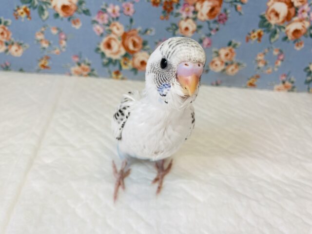 大きくなってもクリクリおめめだよ❤︎セキセイインコ(ハルクイン)❤︎ セキセイインコ