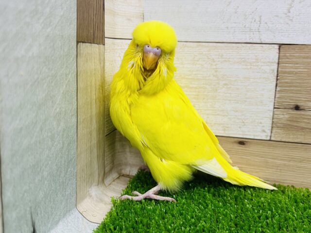 ジャンボセキセイインコ