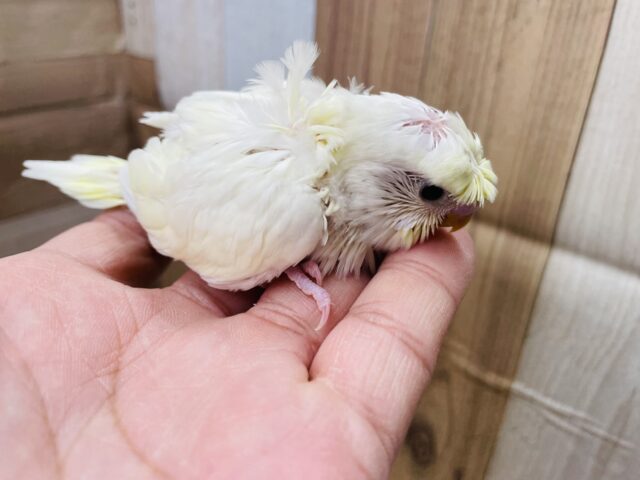 羽衣セキセイインコ