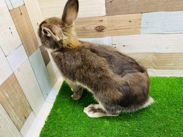 ネザーランドドワーフ