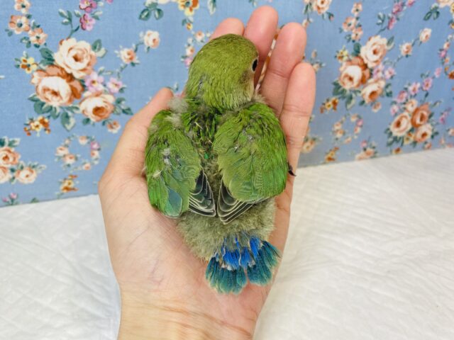 コザクラインコ（小桜インコ）