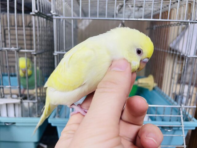 セキセイインコ