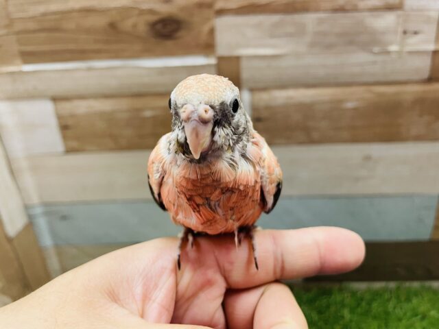 アキクサインコ（秋草インコ）