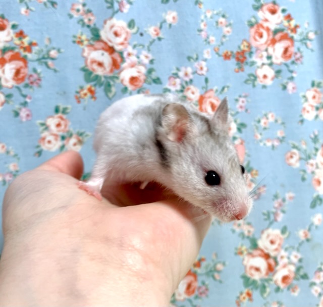 ゴールデンハムスター