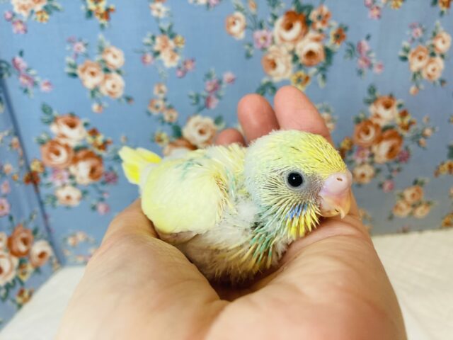 とってもかわいい色合いの💛セキセイインコのヒナちゃん入舎です💙 セキセイインコ