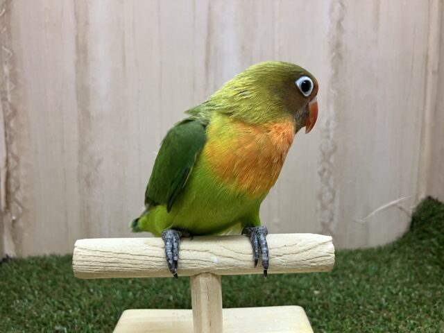 ルリゴシボタンインコ