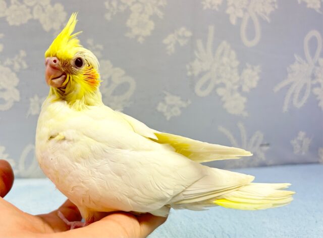 人気❗️オカメインコ(ルチノー) 2023年2月生まれ オカメインコ