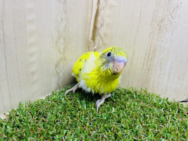 セキセイインコ