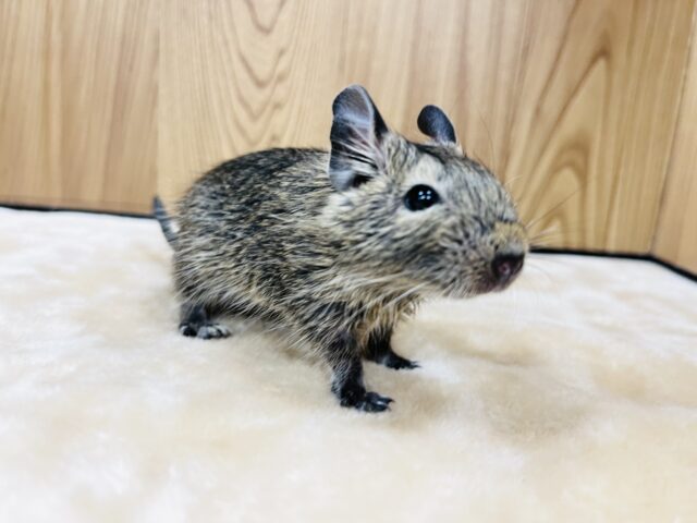 【動画更新🪄】ミルク大好き♡デグーベビー(ノーマル)男の子 デグー