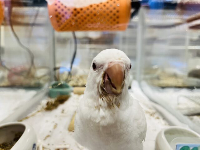 【動画更新🪄とってもお利口さん☆】天使みたい♡かわいすぎるオキナインコ(アルビノ)ヒナ オキナインコ
