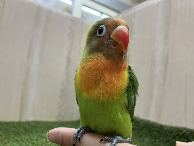 ルリゴシボタンインコ