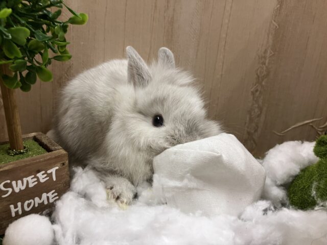 ライオンラビット