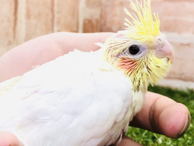 オカメインコ