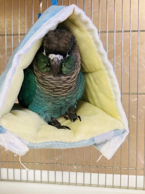 ホオミドリウロコインコ