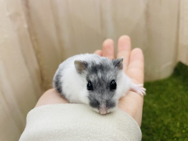 ドワーフハムスターの1種