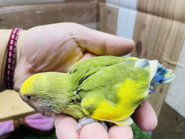 コザクラインコ（小桜インコ）