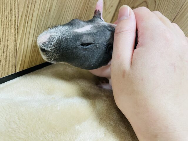 スキニーギニアピッグ