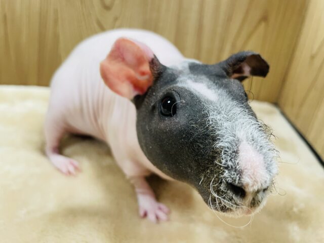 スキニーギニアピッグ