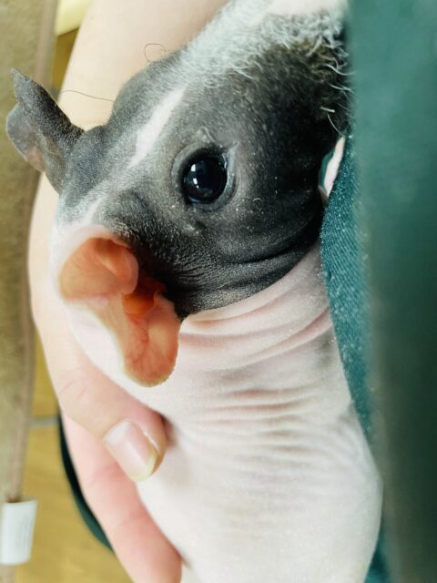 スキニーギニアピッグ