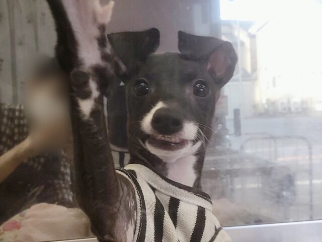 イタリアングレーハウンド