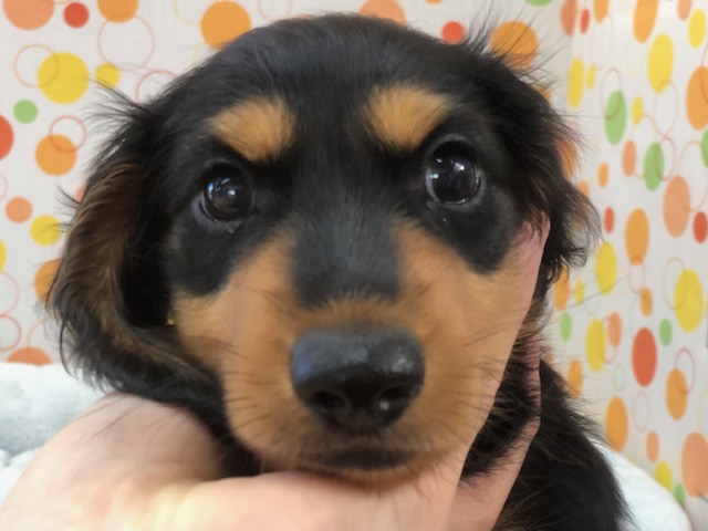 ミニチュアダックス