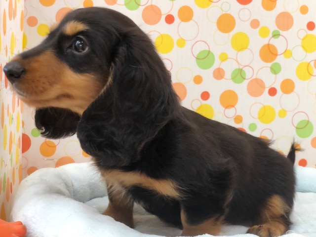 ミニチュアダックス