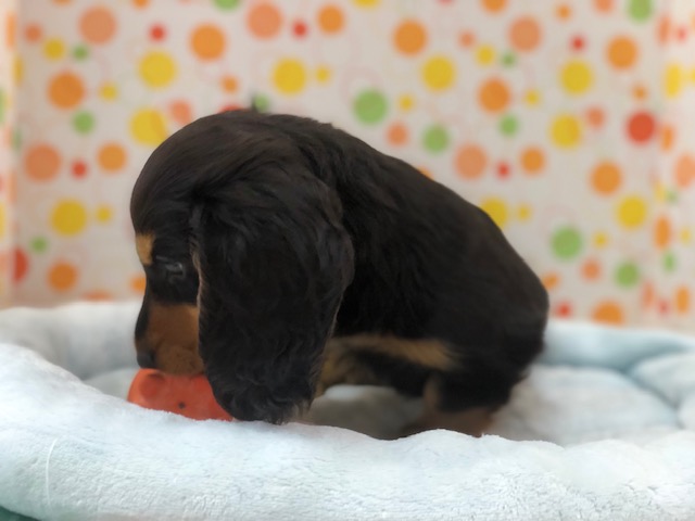 ミニチュアダックス