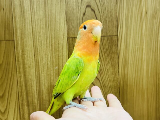 コザクラインコ（小桜インコ）