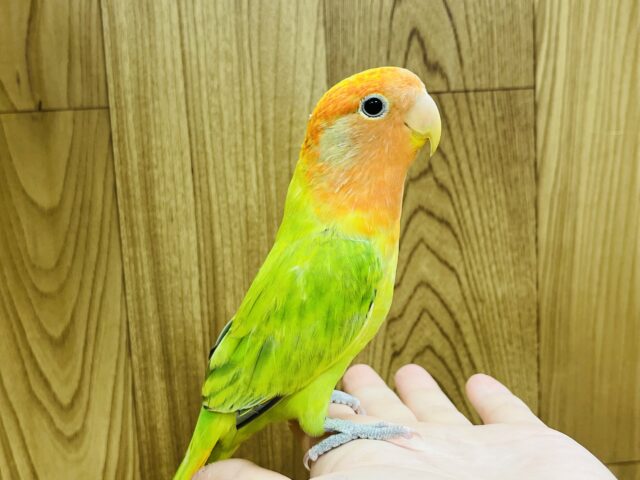 コザクラインコ（小桜インコ）