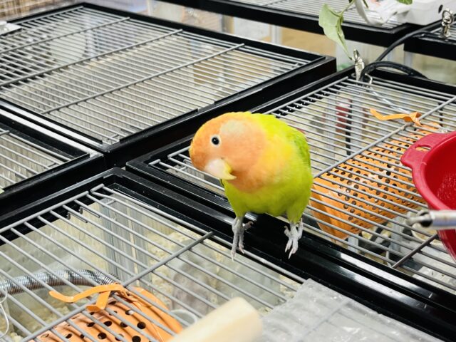 コザクラインコ（小桜インコ）