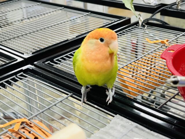 コザクラインコ（小桜インコ）
