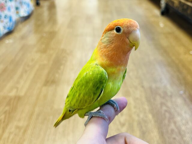 コザクラインコ（小桜インコ）