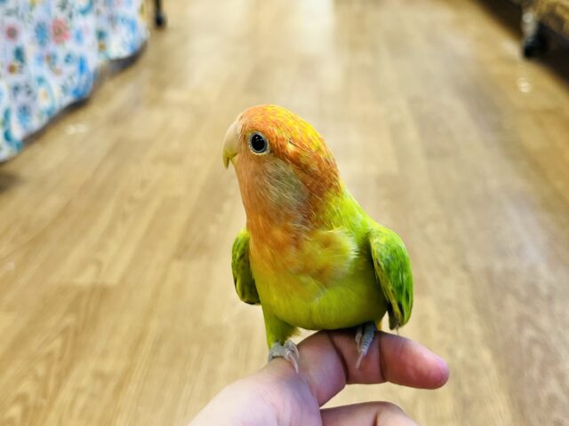 コザクラインコ（小桜インコ）