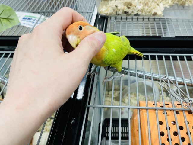 コザクラインコ（小桜インコ）