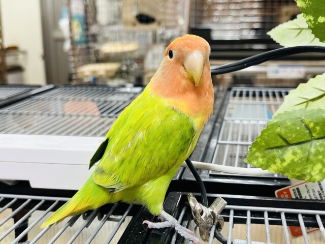 コザクラインコ（小桜インコ）