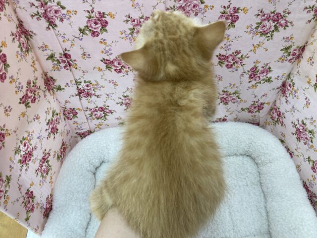 ウトウト…マンチカンの女の子(足長)が来ました! マンチカン