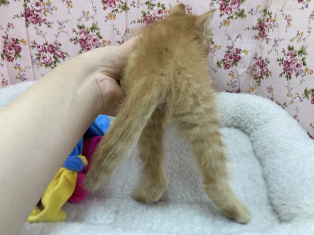 ウトウト…マンチカンの女の子(足長)が来ました! マンチカン