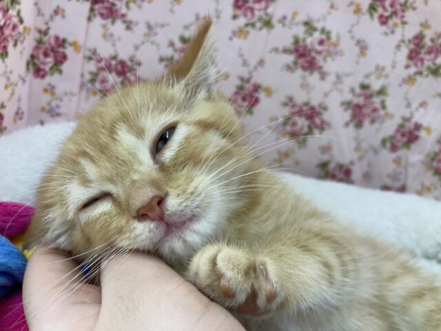 ウトウト…マンチカンの女の子(足長)が来ました! マンチカン