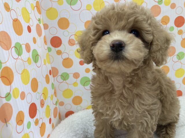 トイプードル