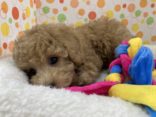トイプードル