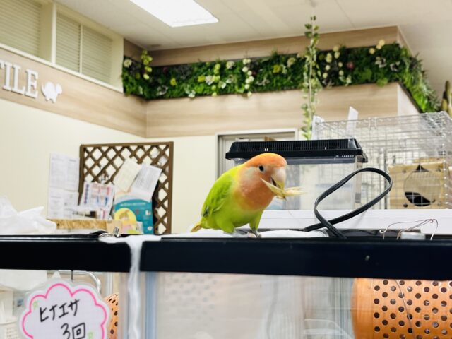 コザクラインコ（小桜インコ）