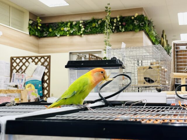 コザクラインコ（小桜インコ）