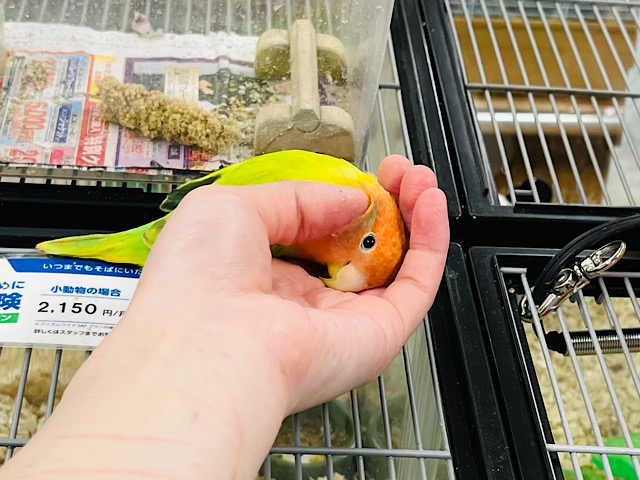 コザクラインコ（小桜インコ）