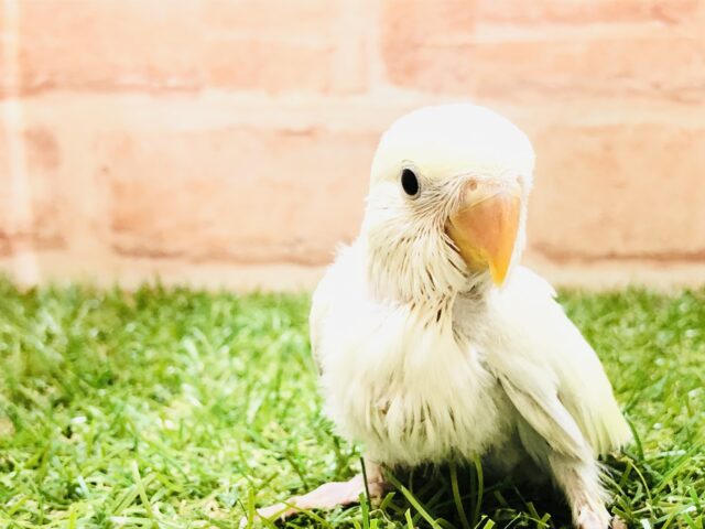 コザクラインコ（小桜インコ）