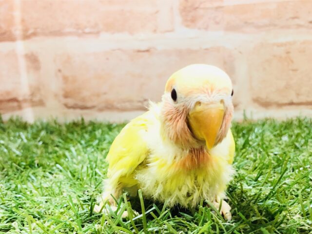 コザクラインコ（小桜インコ）