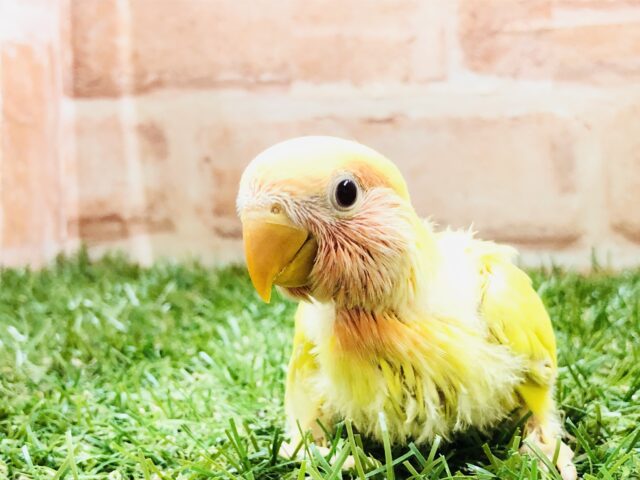 コザクラインコ（小桜インコ）