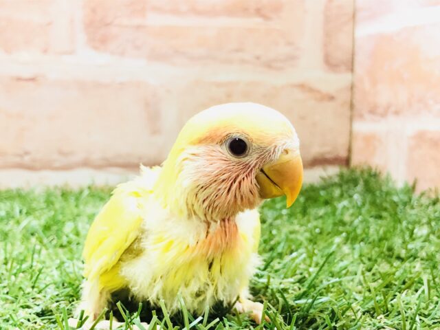 コザクラインコ（小桜インコ）