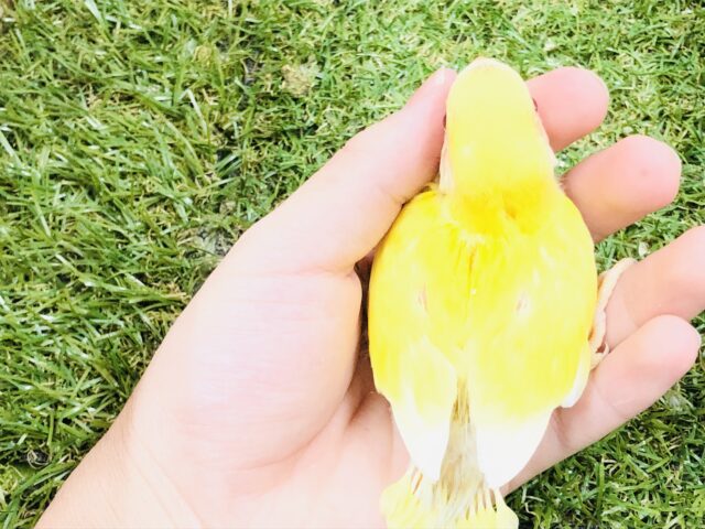 コザクラインコ（小桜インコ）